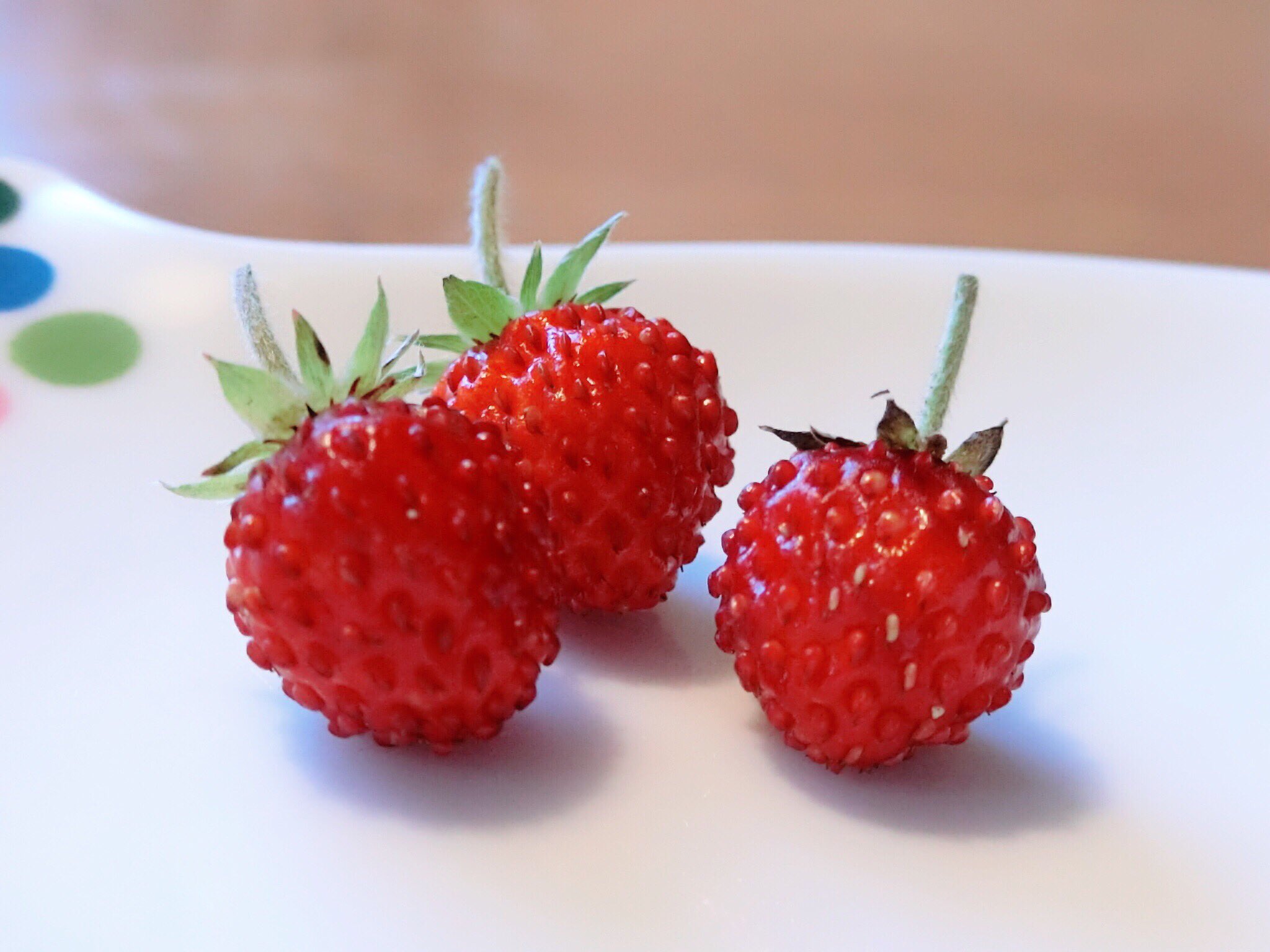 Haru 𖥧𓇣𖦥𖥧𖥣 𖥧𓇣𖦥𖥧𖥣 ワイルドストロベリー初収穫 指先サイズのまんまる3個 味と香りが濃くて美味しいよ T Co Uwtokfdvkr Twitter