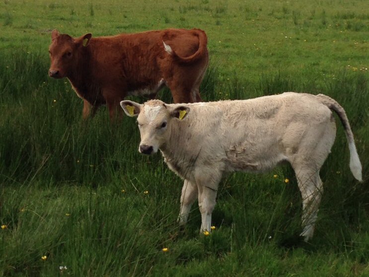HainesWattsDC's tweet photo. Our #Holsworthy Livestock Market office is open today. Feel free to call in and see if there is anything that we can help you with or if you want any advice. https://t.co/Bp7eKqbyS2 @KivellsAgri #Accountants #Kivells #Agricultural #Grants #Tax #Livestock https://t.co/NaQmbn095l