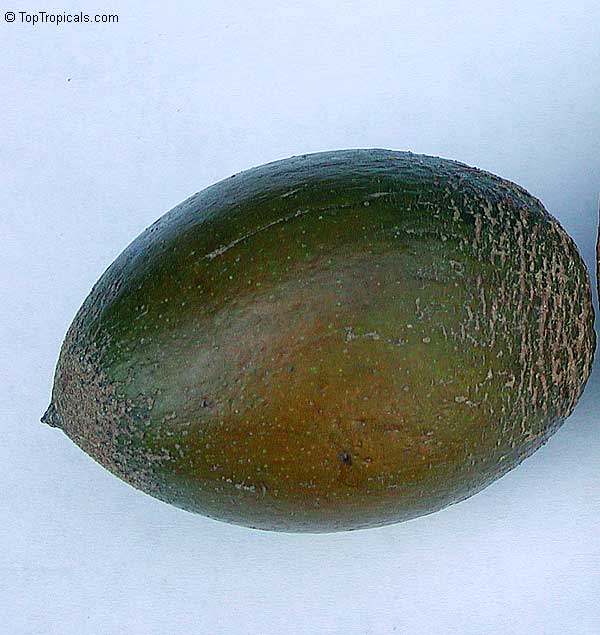 toptropicals's tweet photo. #Pouteria viridis - Green #Sapote Fairchild is a sweet, delicious #fruit very similar in taste to Mamey. The pulp is dark orange to red and very sweet. The outer skin is green, hence the name of the fruit. https://t.co/UIDgO0DHQC #tropicalplants #exoticfruits #WednesdayWisdom https://t.co/BQdeYRkIMp