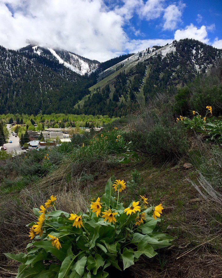 Ketchum_Idaho's tweet photo. A peek of spring after yesterday’s snow! #smalltownbiglife #springtime #springinthemountains #ketchum https://t.co/2aTsAzwPwu