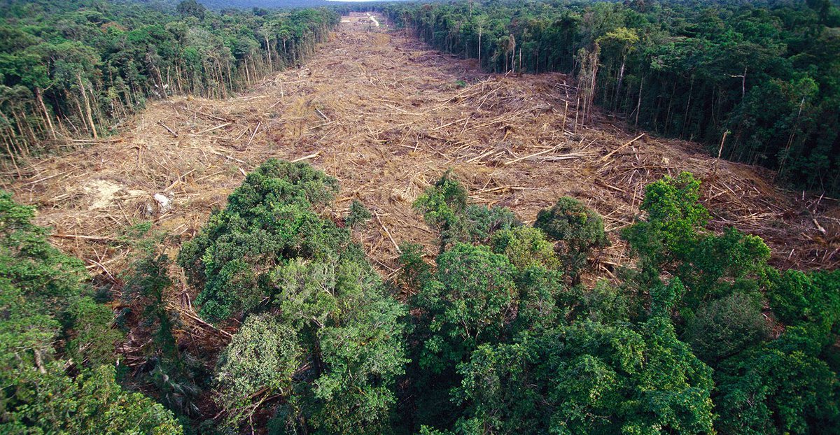 Вырубка леса под сельское хозяйство. Deforestation is one of the biggest. Deforestation is one of the biggest. Обезлесение калимантан. Deforestation is one of the biggest.
