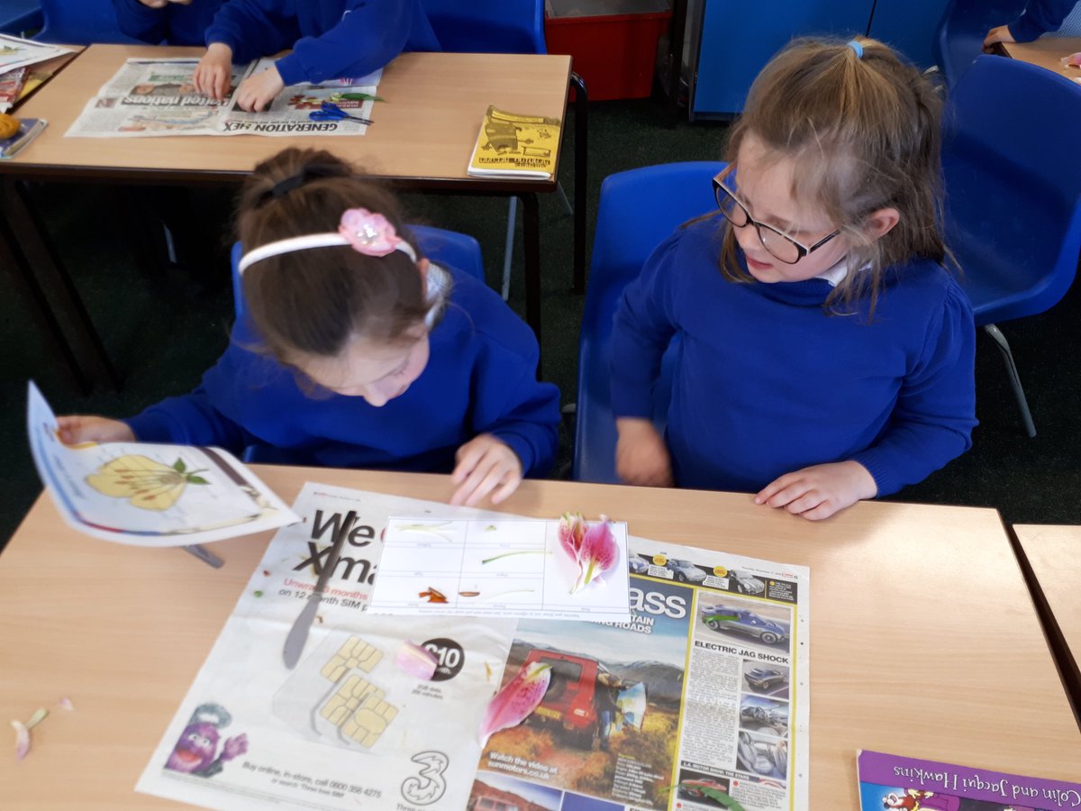 3Stakesby's tweet photo. We have enjoyed dissecting flowers today and investigating each part. Hopefully there aren't too many pollen-stained fingers! https://t.co/2jGzr5bWKr