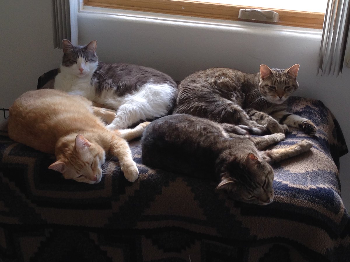 coolmousepads's tweet photo. @linusgsebastian Dear Linus, Just one more reason to love you guys and gals! https://t.co/dHLTkzJ0HP has several rescued kitties we share our lives with! Thank you again Linus for all you have done, and continue to do, for us! With respect, ~Patrick https://t.co/GYItMTIa0R