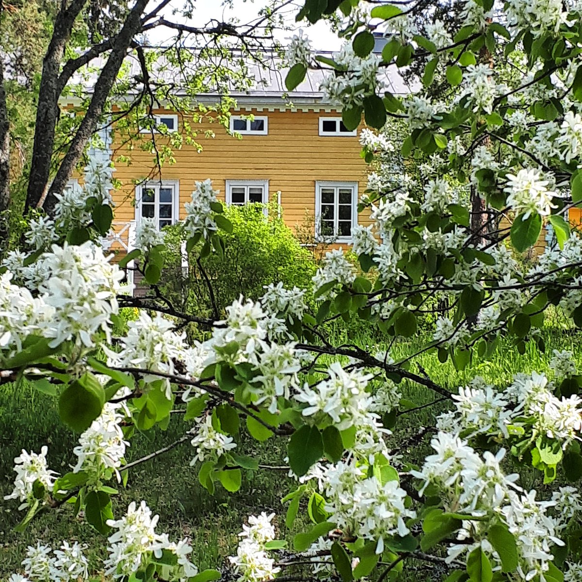 MntyharjunMuseo's tweet photo. #Kesä! https://t.co/u4JEylbSGf