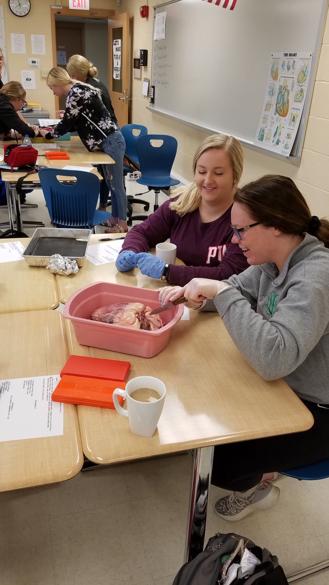 Tristarcc1's tweet photo. @Tristarcc1 Med Prep Tech students get some valuable hands on learning with cow hearts donated by @winnersmeats - students loved this experience and learned so much! #Learnbydoing #MyOhioClassroom #CareerTechOhio #ScienceinCTE #highlevellearning https://t.co/2rQAb6iHS4