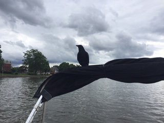 EmbarkDC's tweet photo. Passing the Titanic Memorial, we were visited by this raven... not once, but twice! #EmbarkDC #raven https://t.co/LVXfZ5tuCA