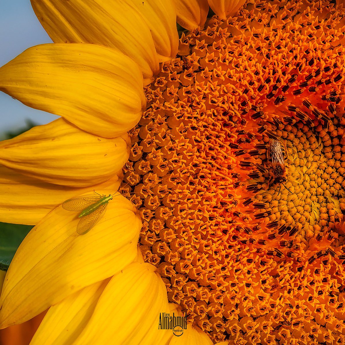 Sharing  #fortcollins #flower #flowers  #flowerstagram #flowersofinstagram #flowerstalking #flowerlove #flowergram #flowerphotography #Colorado #flowersmakemehappy #flowerlover #flowerart #flowermagic #blooooms #inspiredbypetals #petalsandprops #flowerfriday