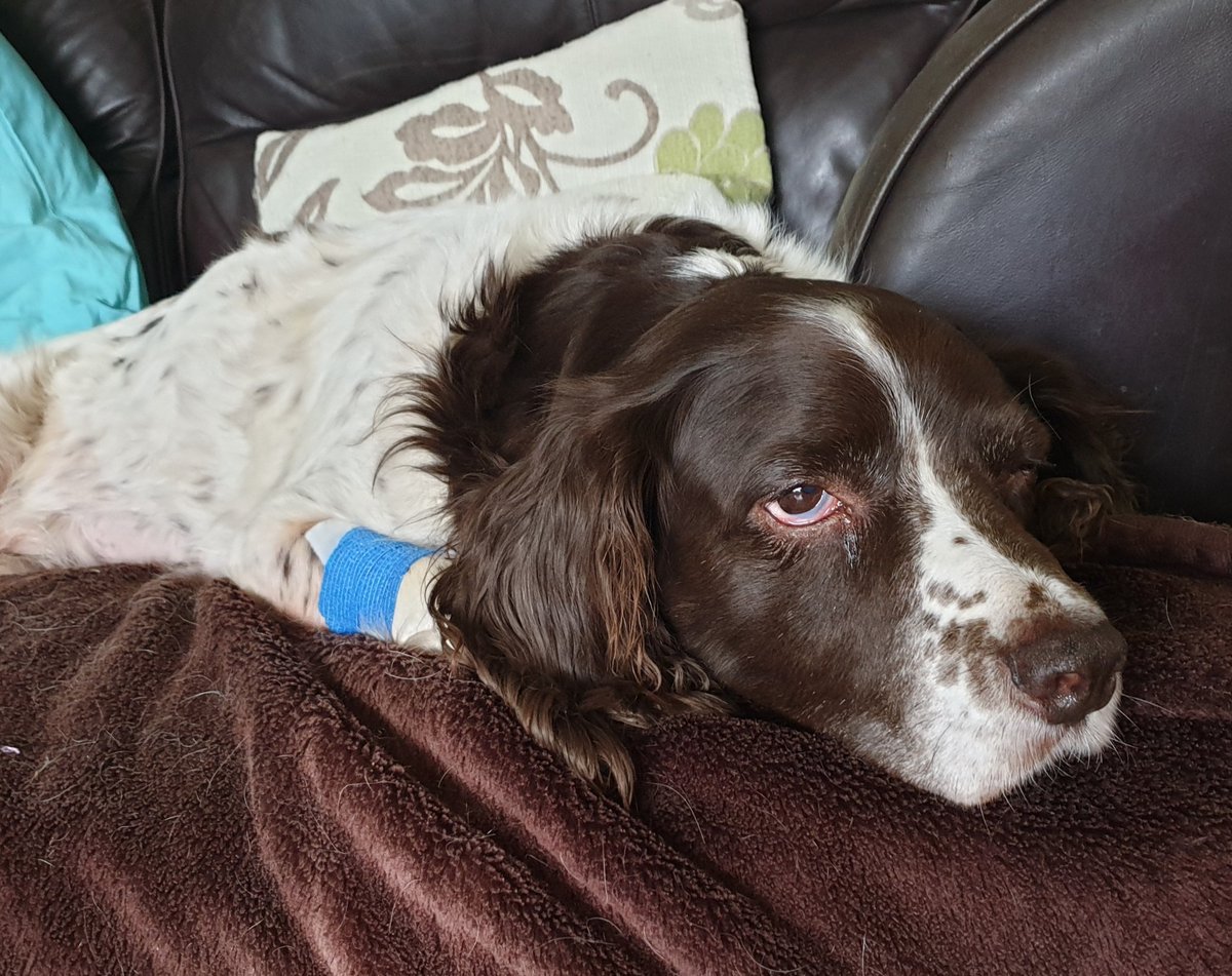SpringerSaint's tweet image. Woozy and a bit sorry for herself but Briar is home 😁 #MyShadow ❤