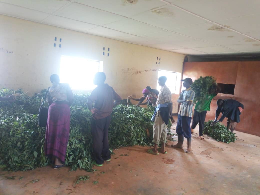 SectorKigoma's tweet photo. Kigoma @HuyeDistrict Ku bufatanye na World Vision twakiriye imbuto y'imyumbati n'ibijumba igenewe by'umwihariko Abakangurambaga b'ubuhinzi n'Amakoperative.Imyumbati izahingwa kuri 20ha na 40ha ibijumba.@RwandaLocalGov @A_sebutege @RwandaAgri, @RwandaSouth https://t.co/pUfLQ3Oc1Z