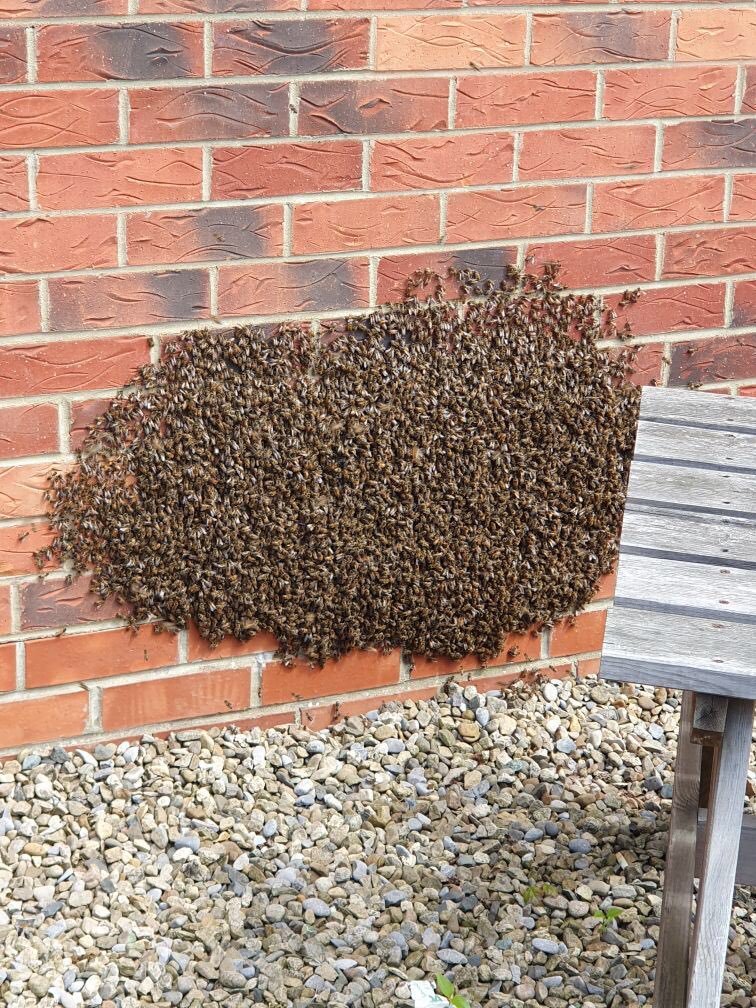 TerryDickenEst's tweet photo. Bit of excitement today #TerryDickenBusinessPark when a swarm of bees decided to attach themselves to one of our walls. 😂 Big thanks to the 🐝man who is presently rehoming the 🐝 🐝. 
#Stokesley #TDBP https://t.co/DB4CfEZAbo