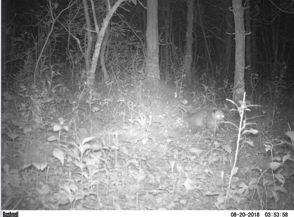 Canid_Camera's tweet photo. Did you know that the opossum is the only marsupial found in North America? They are also very productive pest hunters, helping reduce unwanted tick populations! #wildlifewednesday https://t.co/5W50baoY9u