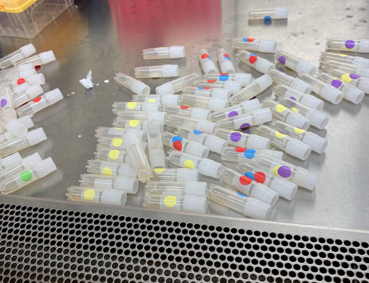 Mk_Mcg5's tweet image. Combinatorial indexing for freezing cells! #science #colorcoding #neverenoughtime #toomanyclones