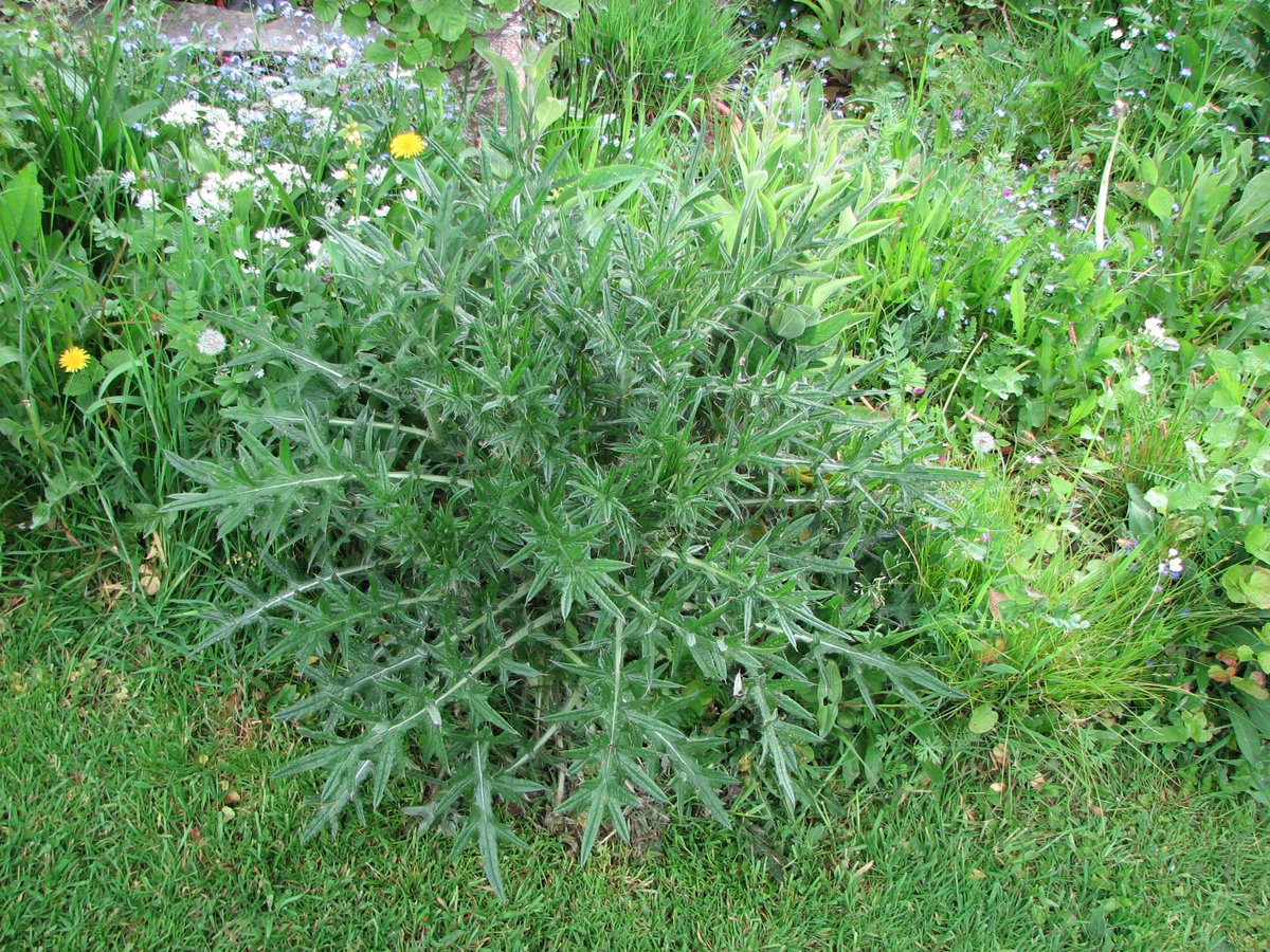 FloraConsUK's tweet photo. Garden spear thistle is looking good.... https://t.co/WFtT486ZV6