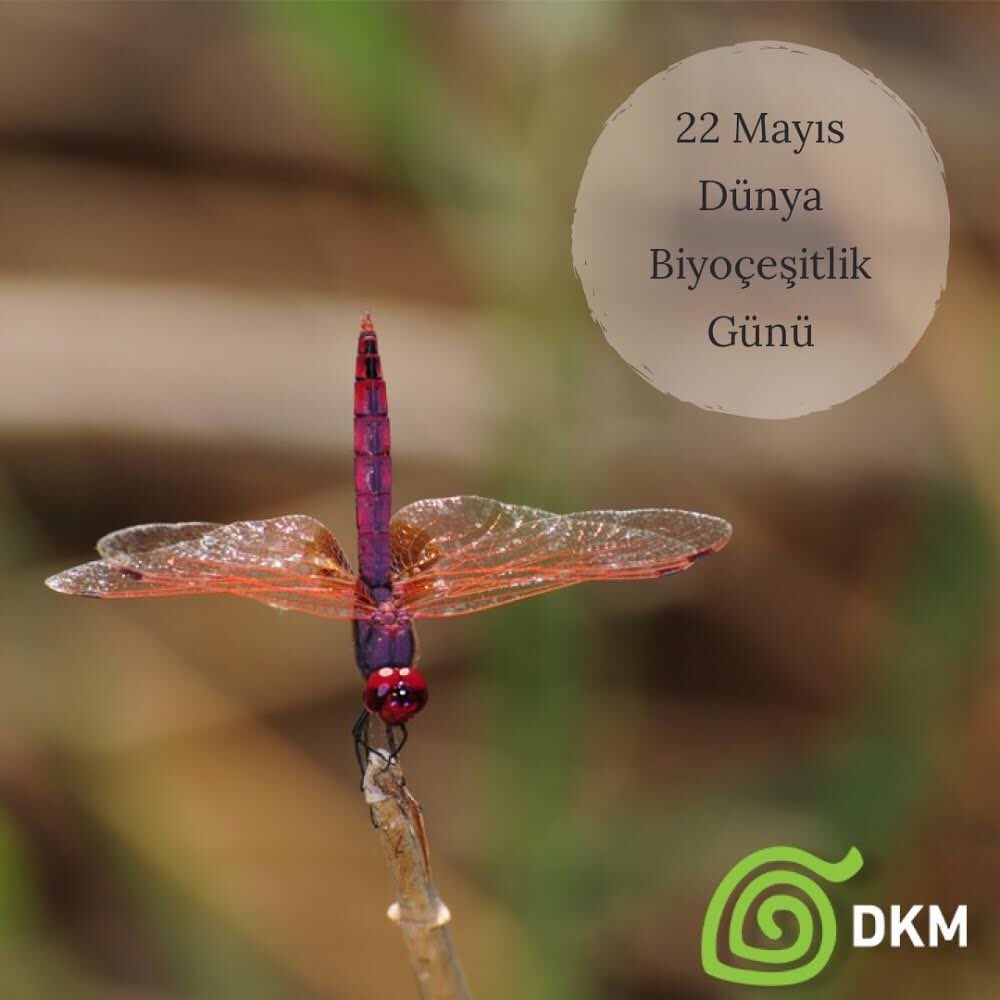 dkm_dogakoruma's tweet photo. Biyolojik çeşitlilik Dünya üzerinde yaşamın sürmesini sağlayan, gıda ve sağlık başta olmak üzere bizlere sayısız ürün ve hizmet sunan temel yapı taşımız. 
Biyolojik çeşitlilik günümüz kutlu olsun!
#DKM #dogakorumamerkezi #natureconservationcentre #dogakoruma #conservationinturkey https://t.co/HHQbGXzrTd