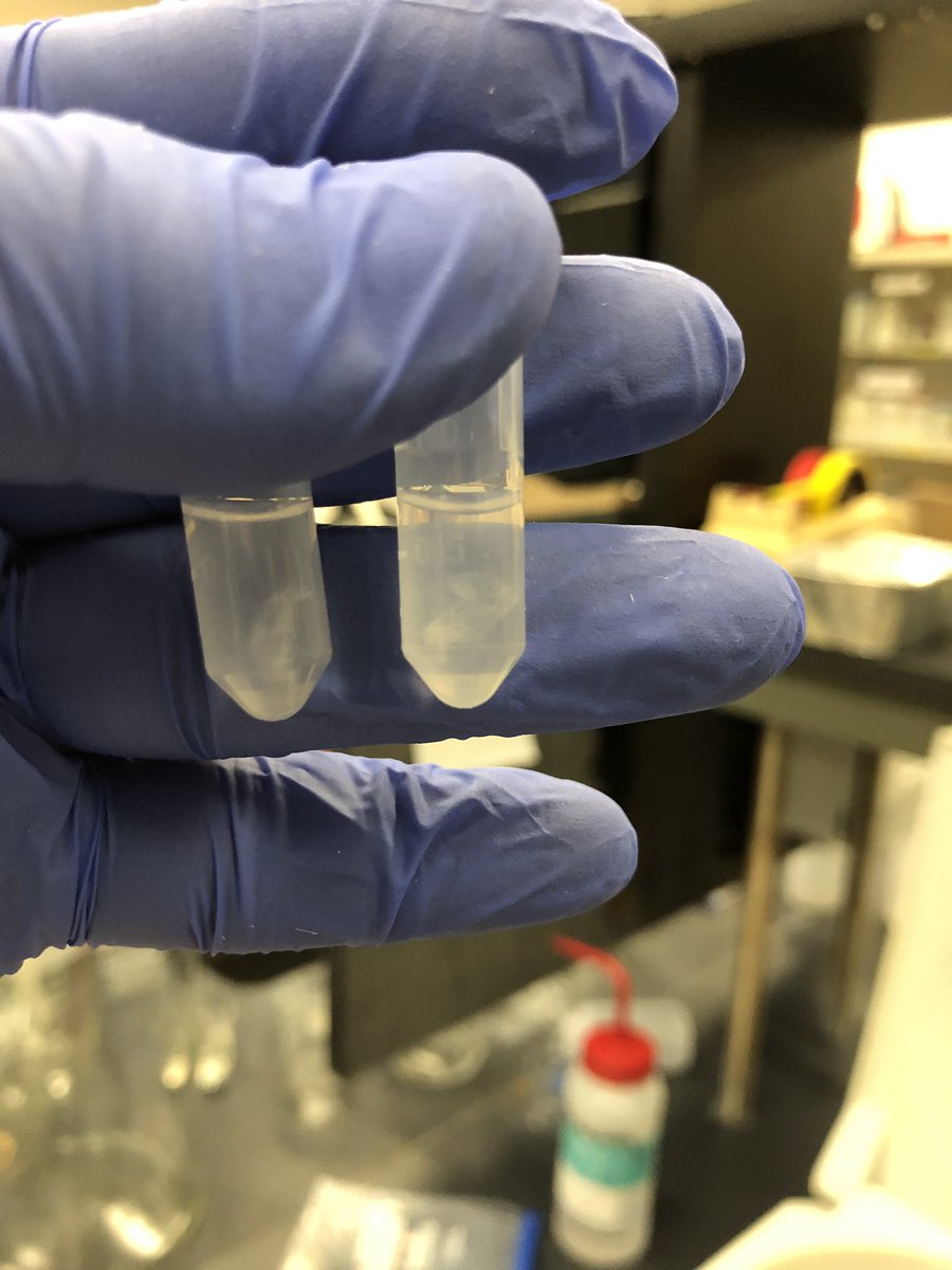 RumenScience's tweet photo. An exciting project that took us 2 months of work just to extract the bacterial DNA from the liquid and solid phases of the ruminal content. We are ready for the next steps! #lactobacillus #DFM #faciolalab #UF_IFAS #UF https://t.co/Ub5VGmDBFj