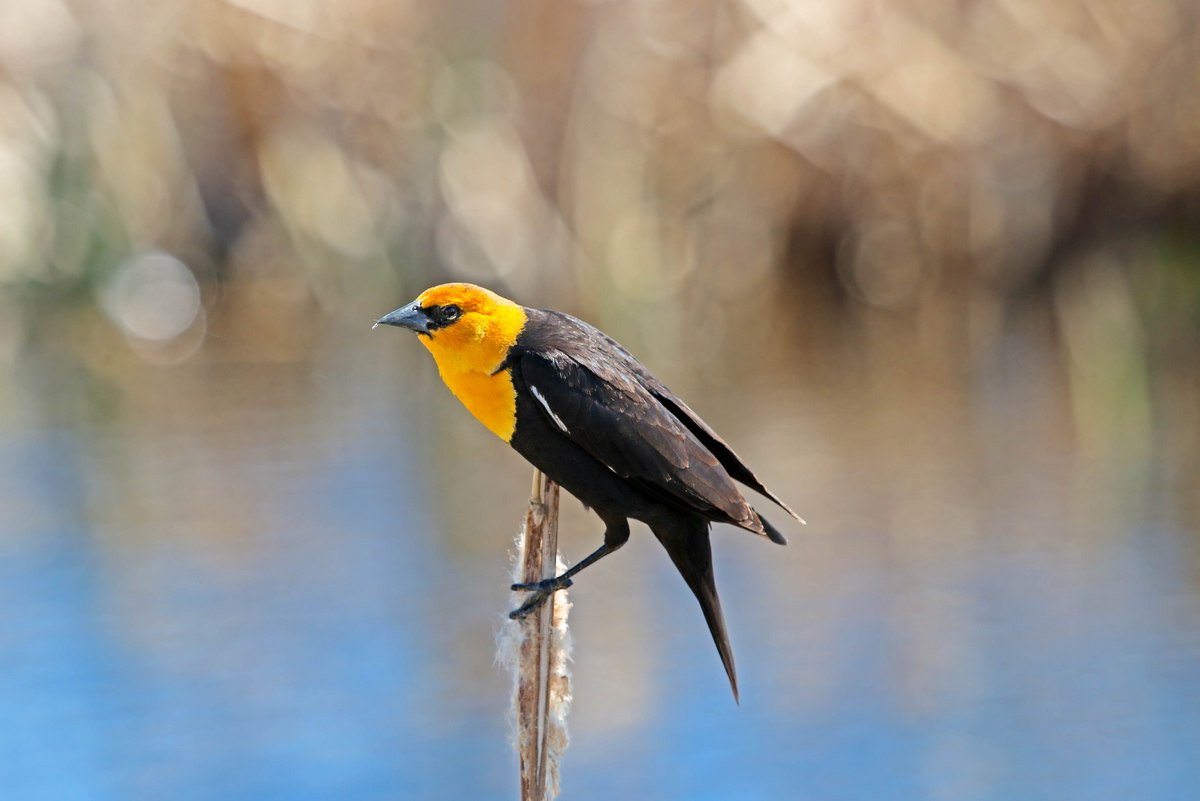 Yellow-headed Blackbird.