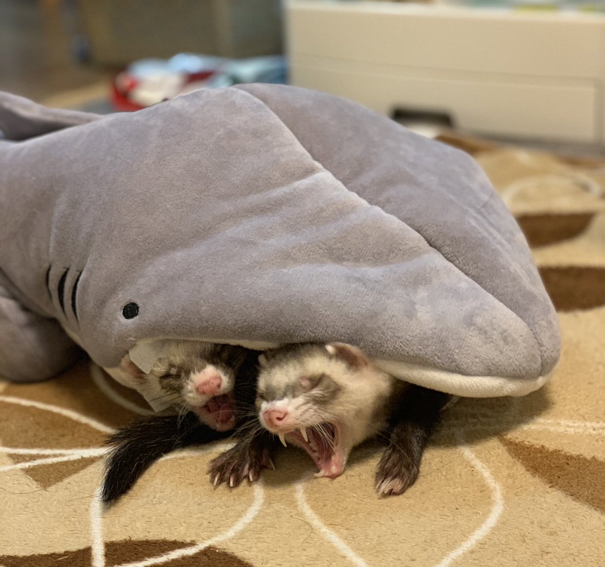 決定的瞬間 サメさんに飲み込まれているように見える フェレットたちが話題に 艸 Peco ペコ 決定的瞬間 サメさんに飲み込まれているように見える フェレットたちが話題に 艸 Peco ペコ