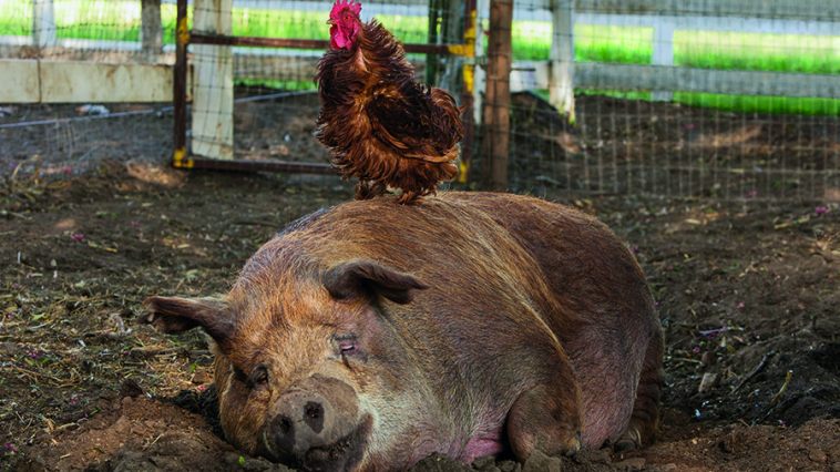CinemaBandwagon's tweet photo. How are you celebrating Memorial Day 2019? May we suggest checking out the incredible documentary from @neonrated @BiggestLilFarm screening on 5/27 at @alamowinchester! Winner of #BestDocumentary at #LostWeekendXI, you need to see this again (and again!) https://t.co/LFZdDEZur2 https://t.co/JVJf3F1XCK