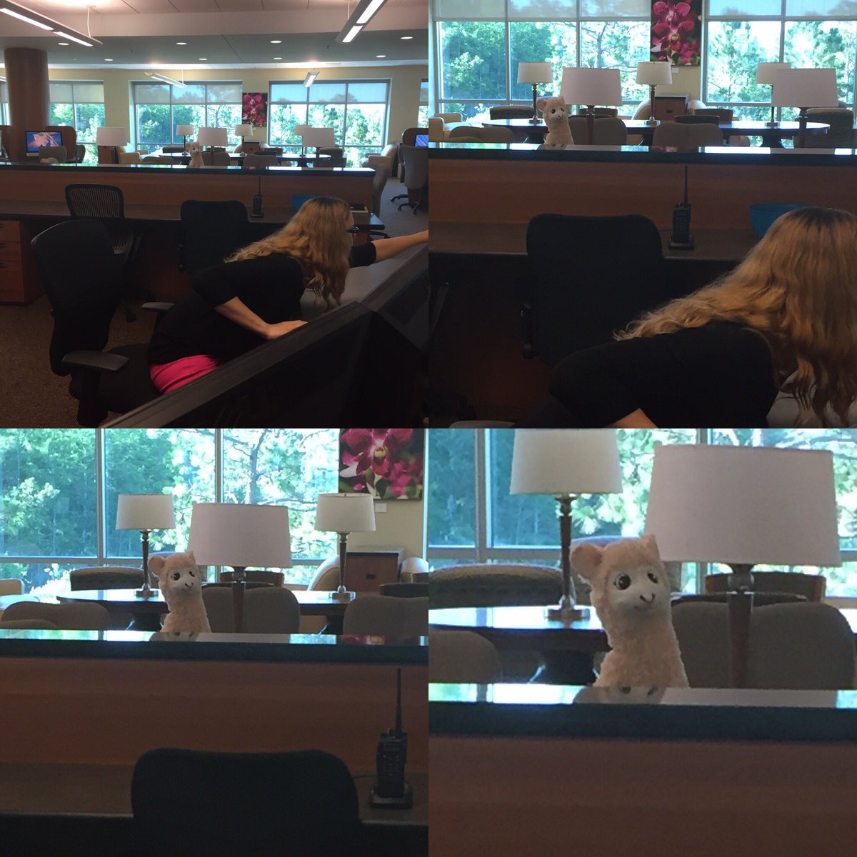 ucfcomhsl's tweet photo. Thereβs been an interesting visitor in the library lately...π¦
#libraryllama #libraryshenanigans #librarylostandfound https://t.co/qBXo6pomkL