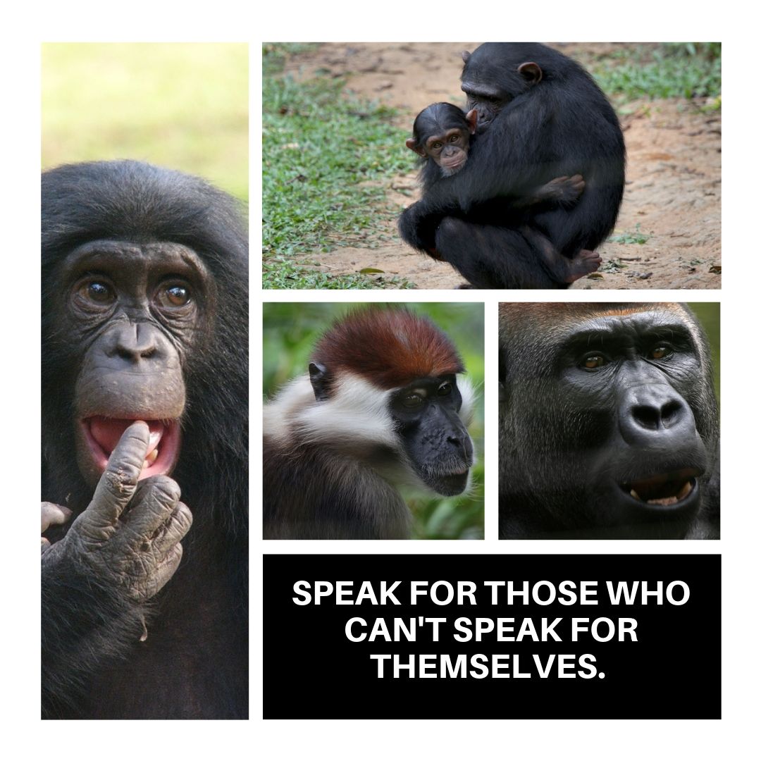 Greenpeaceafric's tweet photo. Protecting biodiversity means saving several species from extinction. That is why we fight to protect forests. Stand for those who can't speak for themselves. Rise up to protect Africa’s largest rainforest >> https://t.co/OY8BUfEhHd
#BiodiversityDay  
#IDB2019
#Biodiversity https://t.co/CrzDgwOjpP