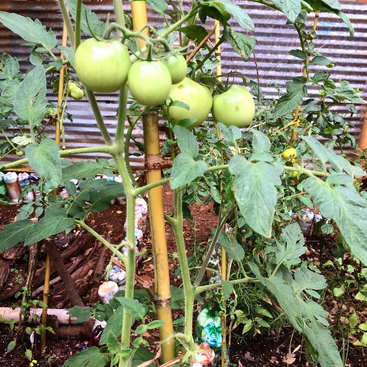 Únete a #SiémbrateSiloé Aprende a cultivar en casa con Rincón Verde y <a href="/FundacionDINOS/">Fundación DINOS</a> Todos los sábados desde las 8:30am en La Estrella, Siloé #Cali #Colombia 🌎 Si estás del otro lado del mundo puedes donar a través de <a href="/joinatown/">Join a Town</a> ¡Aprende con nosotros! Pide tu kit🌱 #ZeroHunger