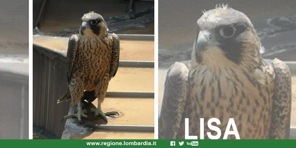 Falchipellegrini Hashtag On Twitter