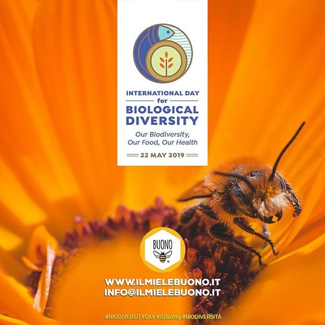 ilmielebuono's tweet photo. 🇮🇹 #22Maggio è la giornata internazionale della #biodiversità 💛 dalle singole specie agli ecosistemi interi, la diversità biologica é fondamentale per la salute e il benessere dell'umanità. Tutto dipende dal mantenere il mondo naturale in salute 🌍💚
.… https://t.co/9Gk8E5qEVj https://t.co/Xyya7zRnOd