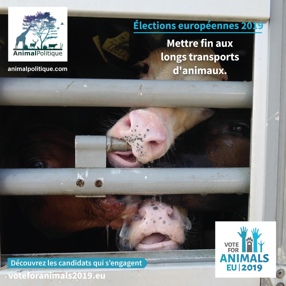 AnimalPolitique tweet media