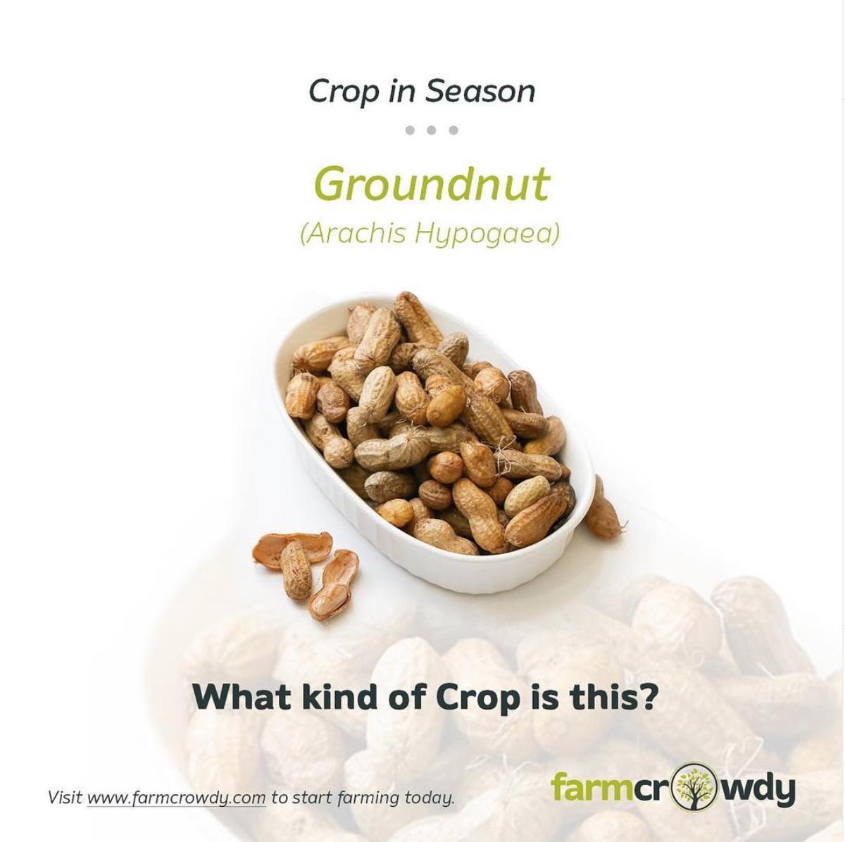 farmcrowdy's tweet photo. Groundnut season is here!π
Nigeria is the third largest producer in the world and the highest producer in Africa.
Continueπ
#CropInSeason #Farmcrowdy #Groundnut #Crops #Agriculture #Farm https://t.co/N8QDdYr2JN