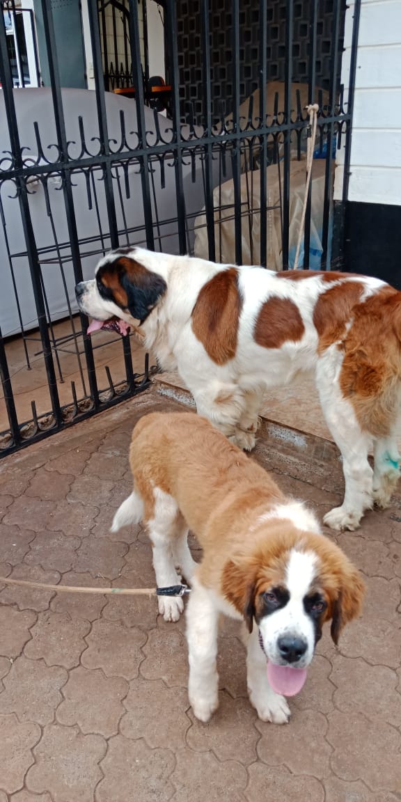 felloemateoJr's tweet photo. Moon the bigger male and Isuzu a 3 month old St.benard puppy on sale. DM for serious clients only. #stbenard #primerodogkennels https://t.co/JPhEVEugij