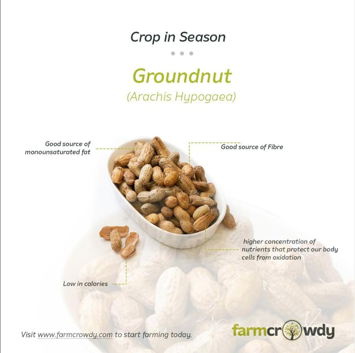 farmcrowdy's tweet photo. Groundnut is a widely grown crop especially in Northern Nigeria and has lots of benefits (see some in the image below).
What kind of crop is groundnut? Tell us in the comment section.
#CropInSeason #Farmcrowdy #Groundnut #Crops #Agriculture #Farm https://t.co/sj4IE86DI6