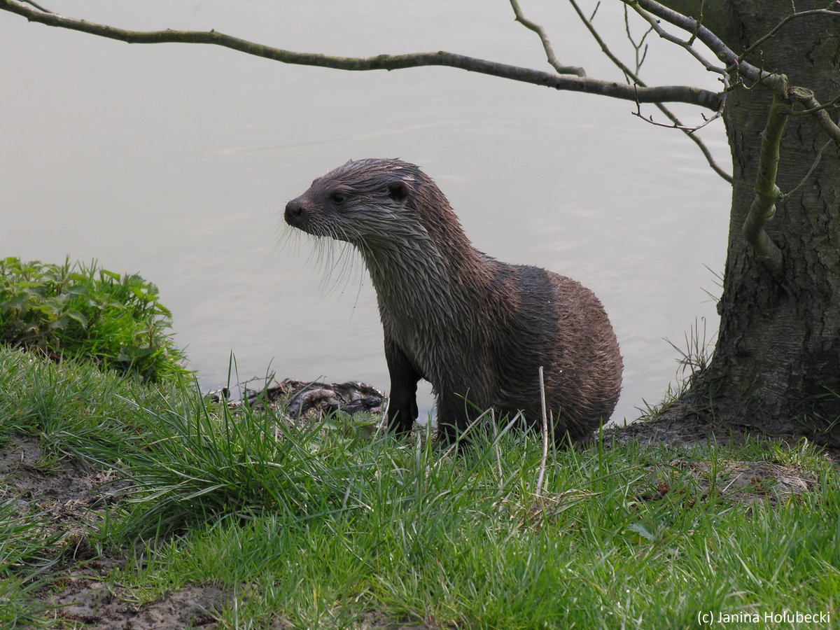 1st of 2 great training days for <a href="/TheWildWatch/">TheWildWatch</a> - River survey training on Saturday 1 June, 10-1.  A refresher for current volunteers or a perfect introduction if you want to get involved! Free event; booking essential via link. (Photo Janina Holubecki)

bit.ly/30Durkc