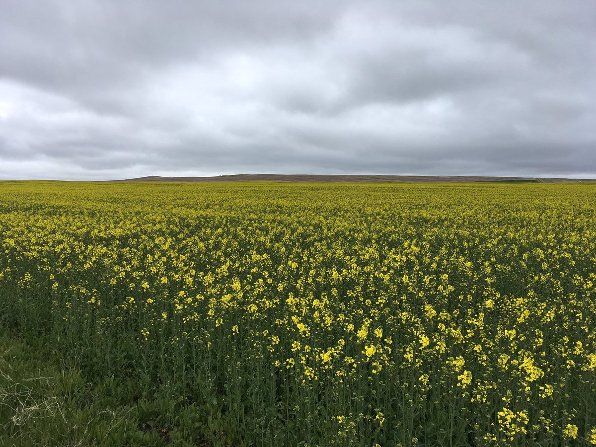 Winter Canola Loving this cool wet weather. This crop is going to do BIG things for Montana. Started Blooming May 14th. Pic taken May 21 2019. 
Fort Benton, MT
#CROPLAN 
@WinFieldUnited