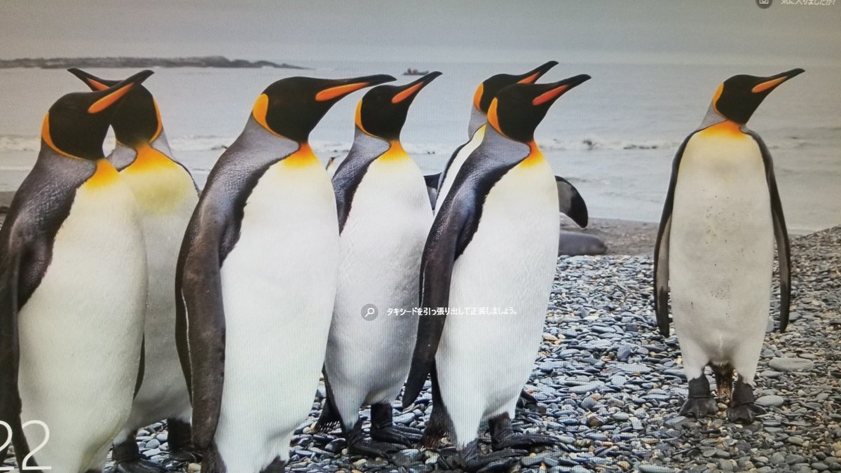 ジムねえ Ar Twitter Windows10 壁紙 今日はペンギン クチバシ怖いけど フォルムとか大好き 広島の厳島にある水族館でペンギンを触れる機会がありまして ドキドキワクワク 感想は レーザーレーサー ってこんな感じかなー知らないけど 早く泳ぐために特化された