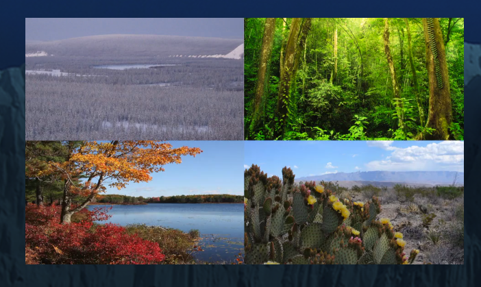 HarvardMuseum's tweet photo. In this #climatechangevideo Professor Moorcroft tells us about how #forests respond to changes in the #environment. Thanks to @HUCEnvironment for creating this! Learn more in our new exhibit on the 3rd FL. https://t.co/nxe8SzsA6e #BiodiversityDay https://t.co/RxC7QcYDPC