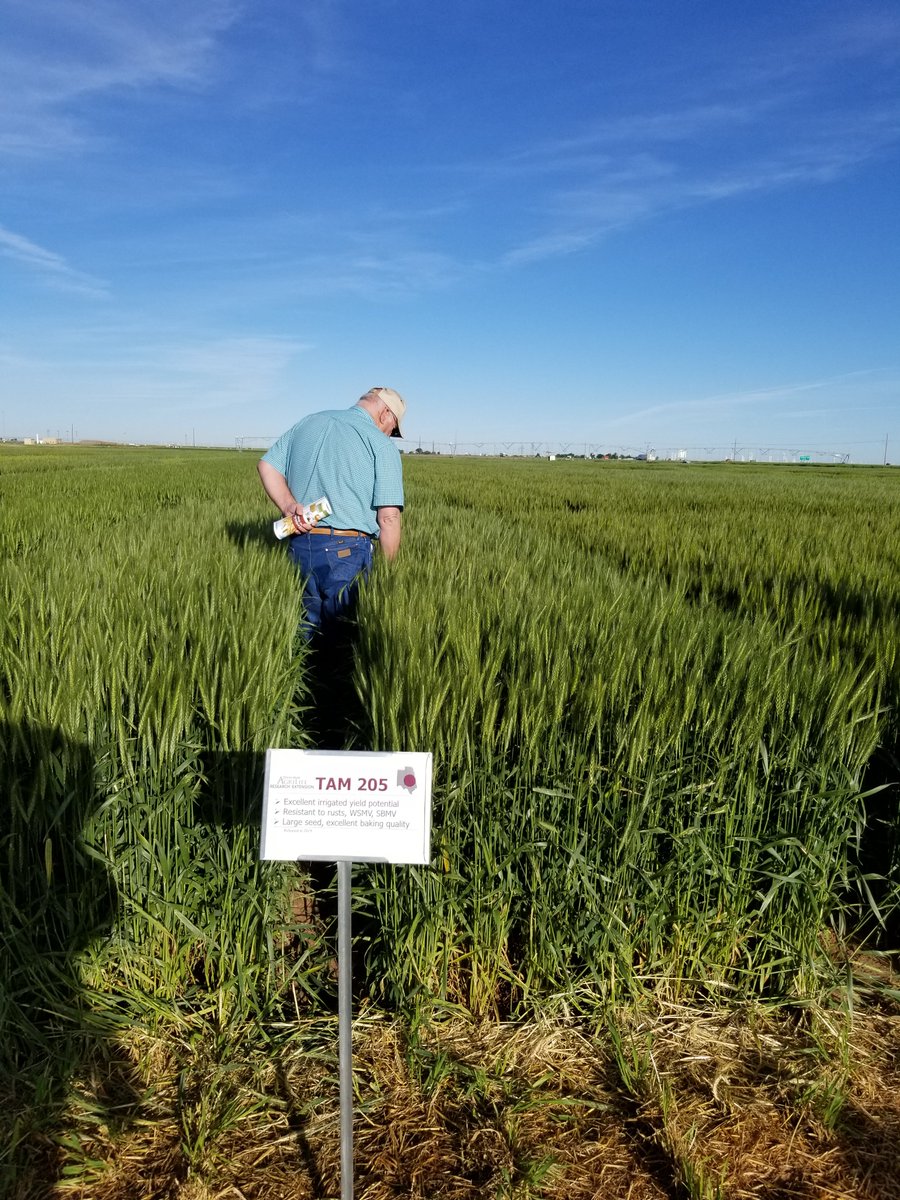 skledbetter's tweet photo. We are underway on the 2019 Texas A&amp;M AgriLife Wheat Tour. Next stop will be in Dalhart at 10:30 a.m. https://t.co/4QvMowiyaH