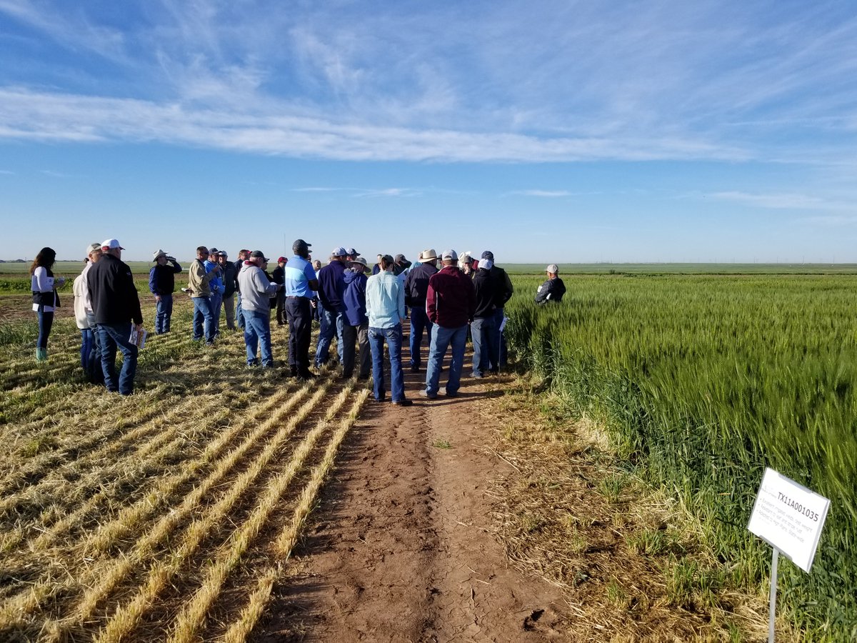 skledbetter's tweet photo. We are underway on the 2019 Texas A&amp;M AgriLife Wheat Tour. Next stop will be in Dalhart at 10:30 a.m. https://t.co/4QvMowiyaH