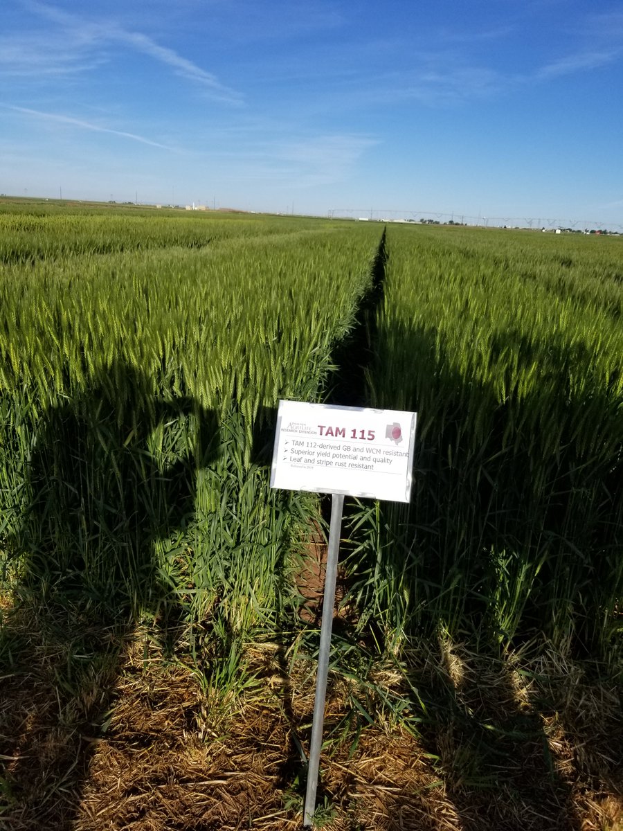 skledbetter's tweet photo. We are underway on the 2019 Texas A&amp;M AgriLife Wheat Tour. Next stop will be in Dalhart at 10:30 a.m. https://t.co/4QvMowiyaH
