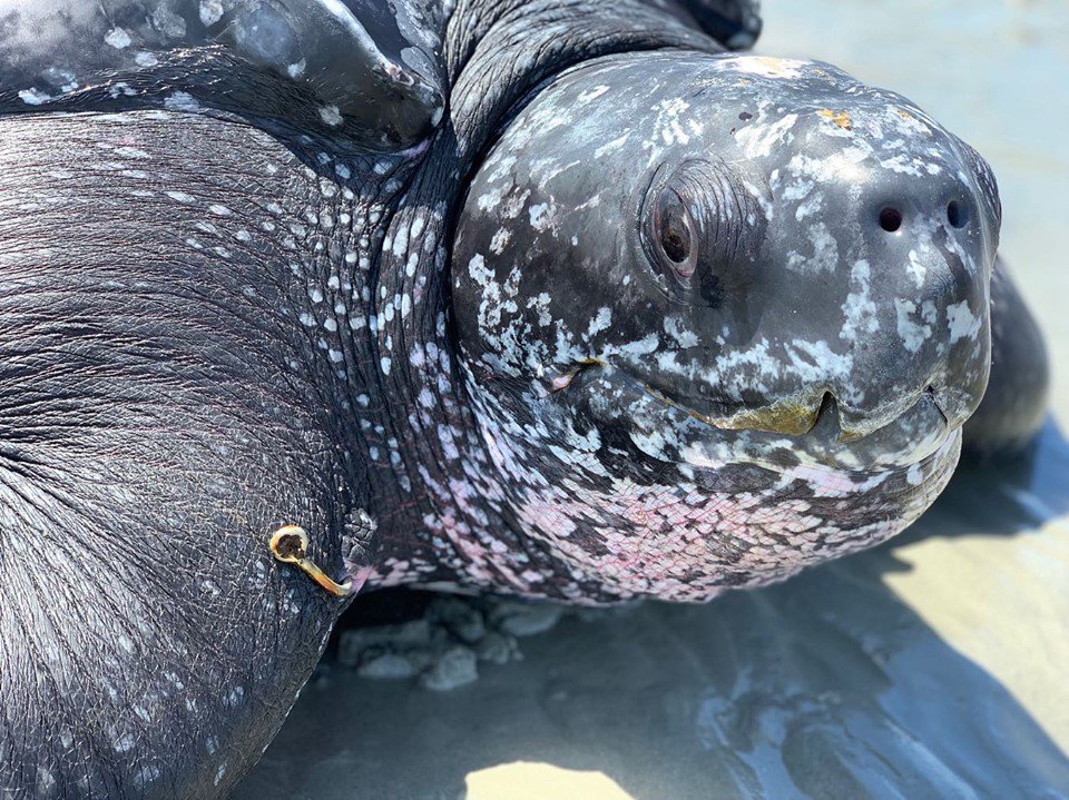 SeaChange33477's tweet photo. .@A_W_Global @CICTMAR @bulgood Last week, a leatherback beached on a sandbar in the ICW in Jupiter with a hook in her shoulder. Our staff veterinarian removed it onsite. The turtle was then moved from the Intracoastal to the ocean w/ help from Florida Fish and Wildlife 📷:LMC https://t.co/kgkQzc2XrU