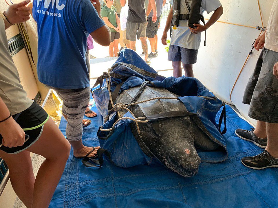 SeaChange33477's tweet photo. .@A_W_Global @CICTMAR @bulgood Last week, a leatherback beached on a sandbar in the ICW in Jupiter with a hook in her shoulder. Our staff veterinarian removed it onsite. The turtle was then moved from the Intracoastal to the ocean w/ help from Florida Fish and Wildlife 📷:LMC https://t.co/kgkQzc2XrU