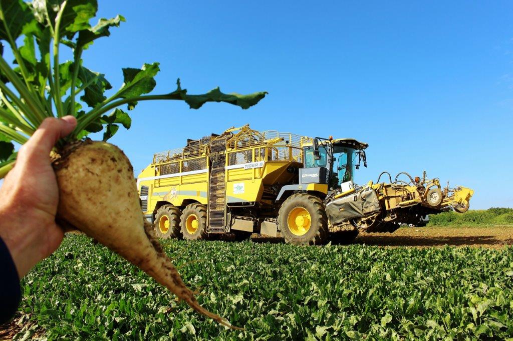 Hand holding a sugar beet in the foreground and a sugar beet harvester in t...