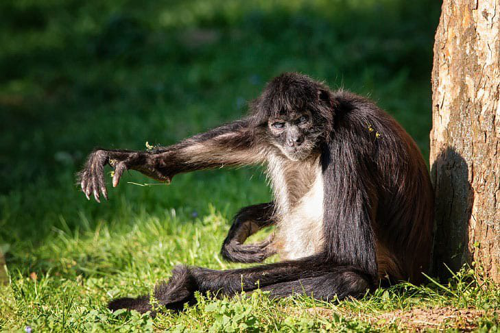 Macaco-aranha png