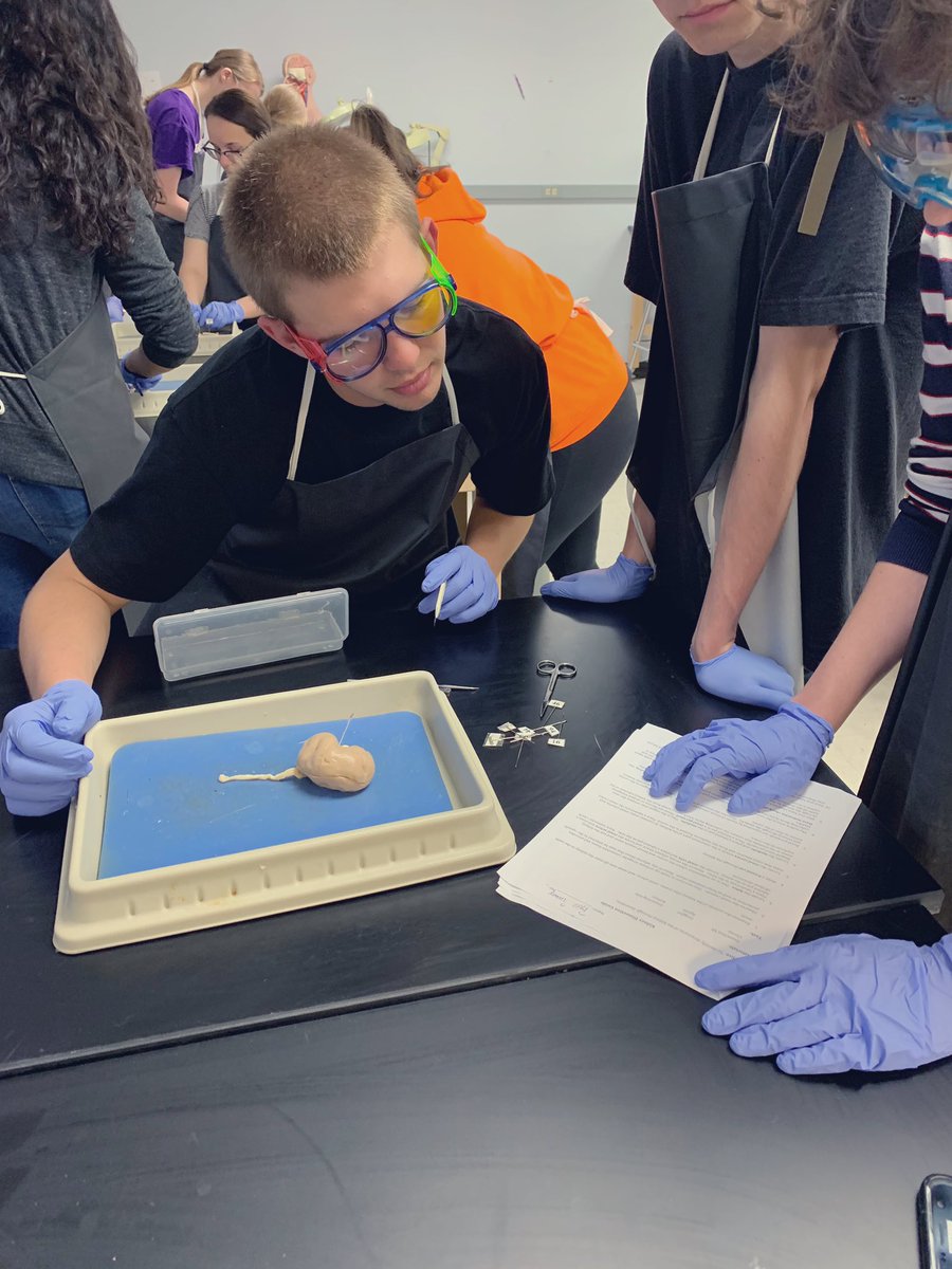 mhempen4's tweet photo. Last dissection of the year! It has been so cool to watch their confidence in dissecting grow throughout the year. 🤓 #humananatomy #proudteacher #d127getsreal https://t.co/jgKXbKkA2R