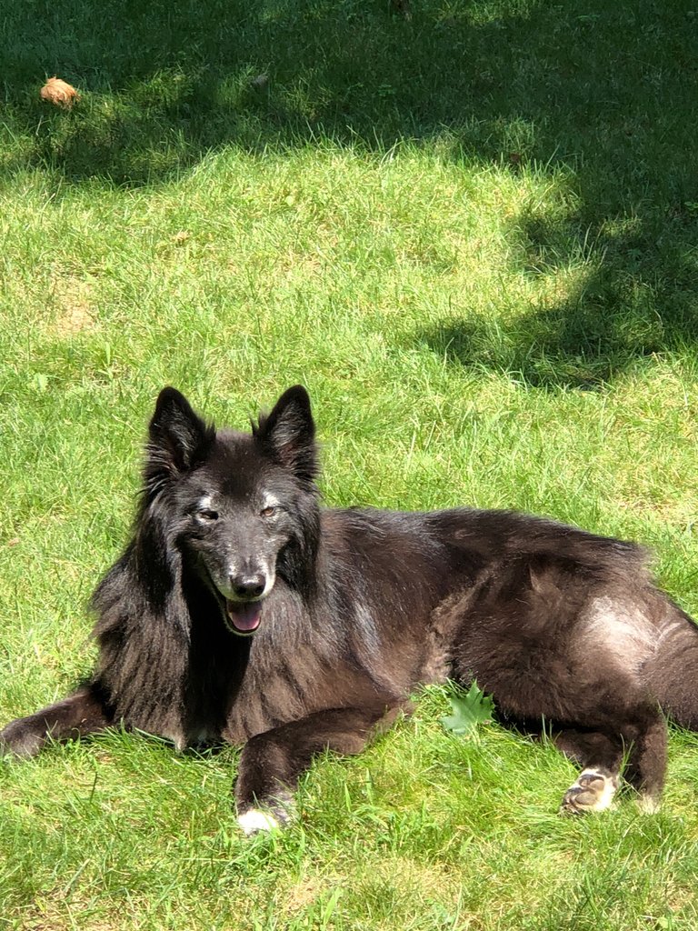 How can you be mad about being at work when it comes with a team member like this?  
.
.
.
.
Yogi sticks around to remind us to breathe, enjoy life, and maybe give him some belly scritches 🐶 #dogsoftwitter #officedogs