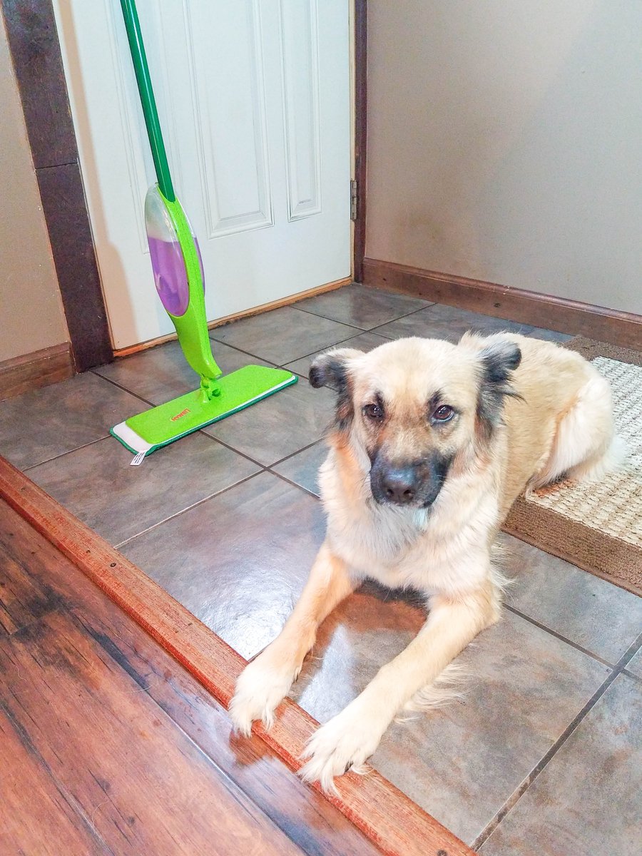 OutnumberedMama's tweet photo. Cleaning up after pets can be messy! Luckily, #TheLibmanCompany Freedom Spray Mop makes clean up a breeze! #EmbraceLifesMesses & grab your $3 off coupon >> https://t.co/ttTRaZneBD << #ad https://t.co/bDwG9z8FOx