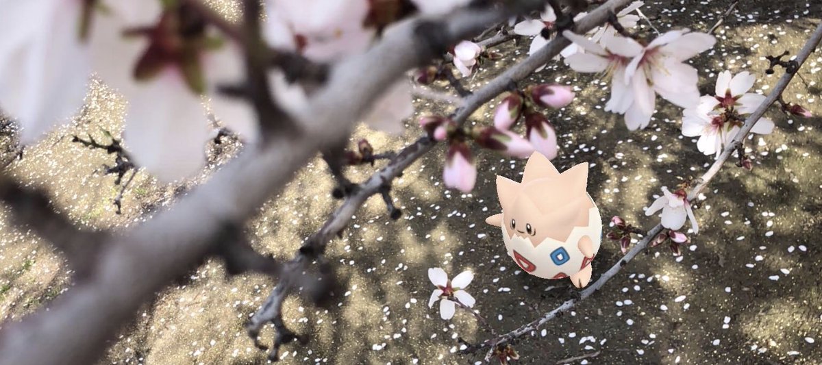 angelorod50's tweet photo. Love to improvise and place Pokémon in the real world where they would most fit in. Piplup at the Aquarium, Eevee enjoying the sunset and Togepi blending in with beautiful blossoms. #GOsnapshot #GoCreateChallenge https://t.co/VUSLkJ6M4o