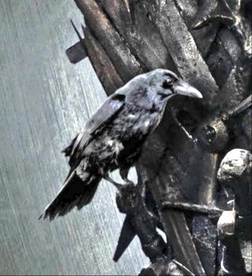 Airubee's tweet photo. SPOILER. (?) 
Me acaba de explotar la cabeza.
#GameofThrones #GameOfThronesFinale https://t.co/LVc4D7R8gp