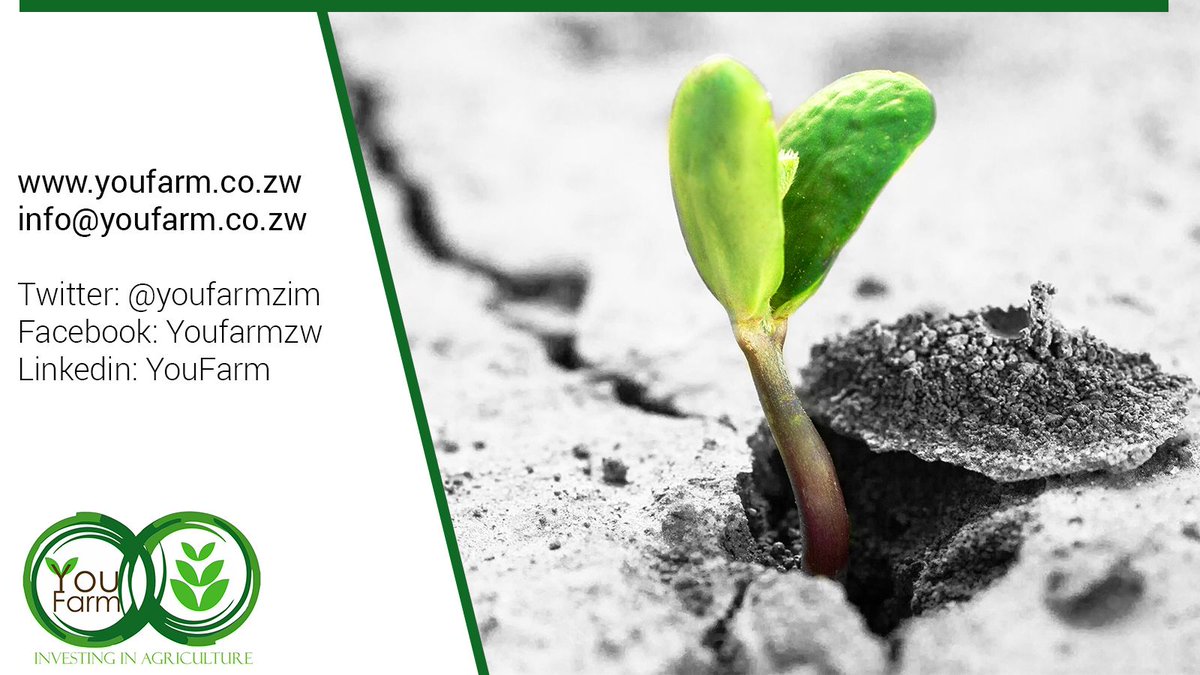 Visit our website, email, call us for any information that you require. Do not forget to also like our social media pages, for updates on current &amp; new projects! We believe in farming and we fund farmers😊.
#InvestingInAgriculture