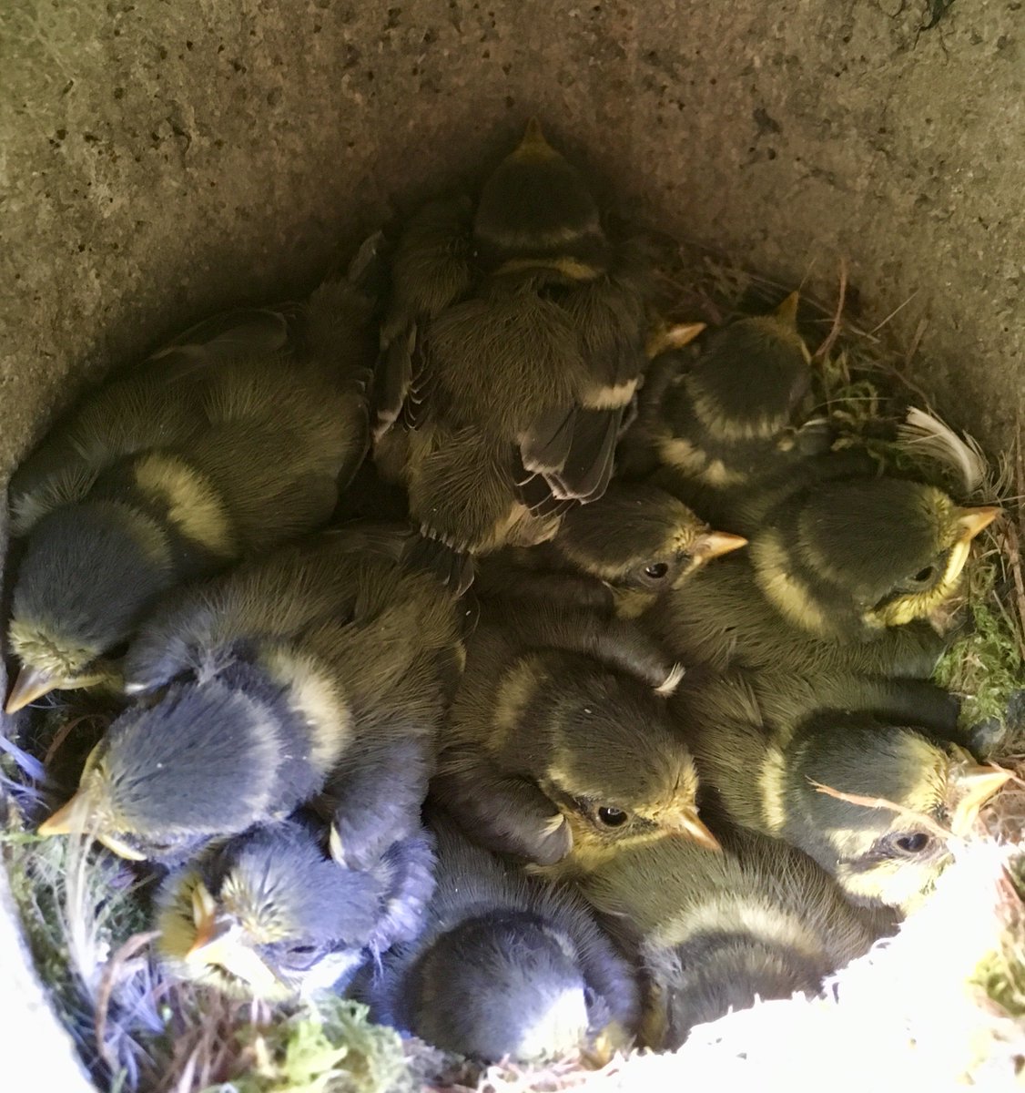 Wytham Tit Study tweet media