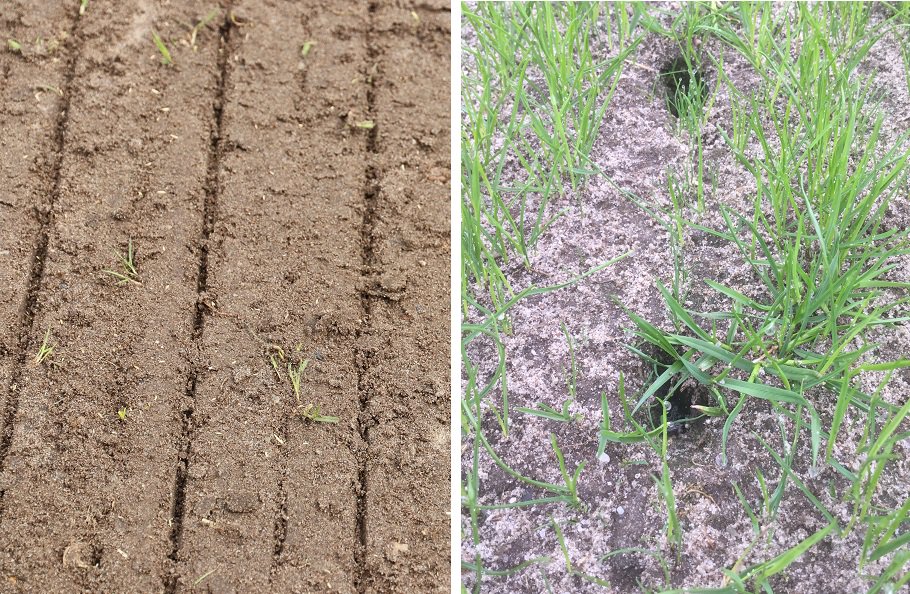 Ruim twee weken na DDS-zaaien staat het veldbeemd ook al goed boven de grond in Wilp! #passievoorgras #sportvelden